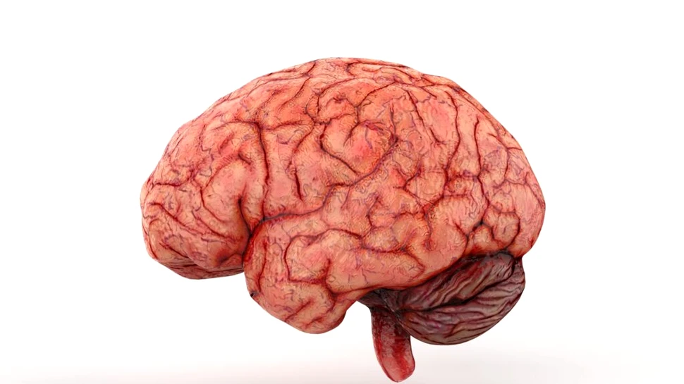 Test de cultură generală. Ce altceva mai face creierul în afară de a gândi?