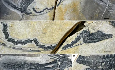 O reptilă marină s-a fosilizat atât de bine încât ficatul său încă are culoare