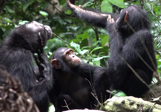 cimpanzeii folosesc insecte