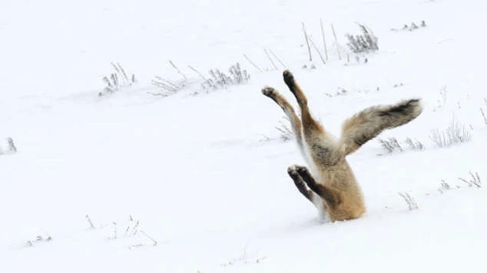 Animalele din sălbăticie au fost surprinse în cele mai amuzante situaţii. Iată lista câştigătorilor Comedy Wildlife Photo Award 2016