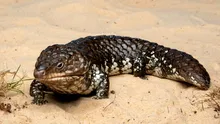 Cum au evoluat șopârlele australiene pentru a scăpa de incendii