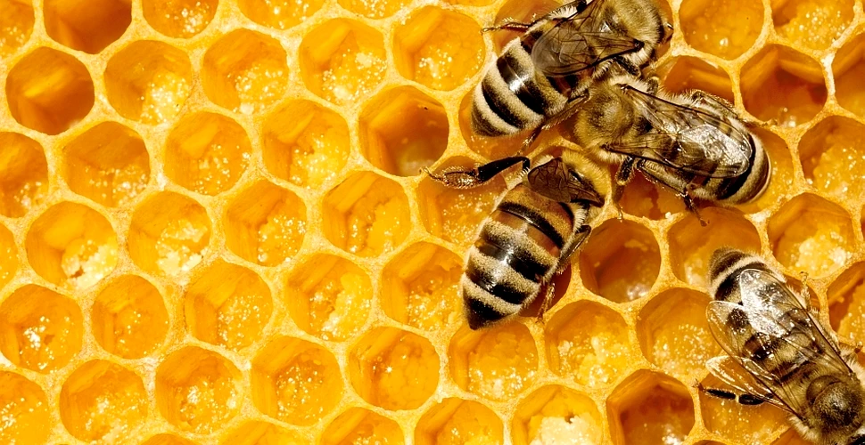 Pentru a proteja albinele, Comisia Europeană interzice timp de 2 ani trei pesticide nocive