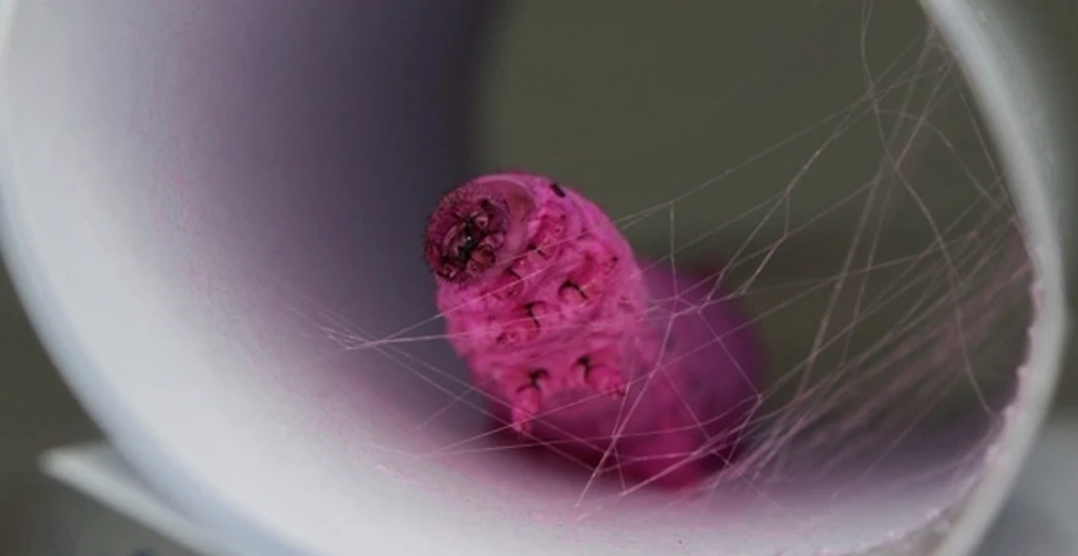 Viermii de mătase vor produce mătase colorată şi fluorescentă