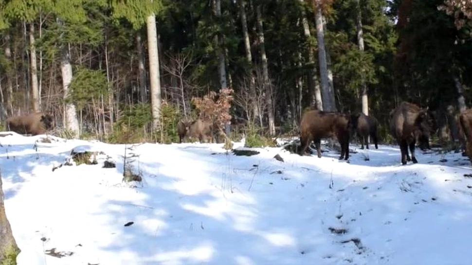 O turmă de zimbri, suprinsă în libertate în Parcul Natural Neamţ