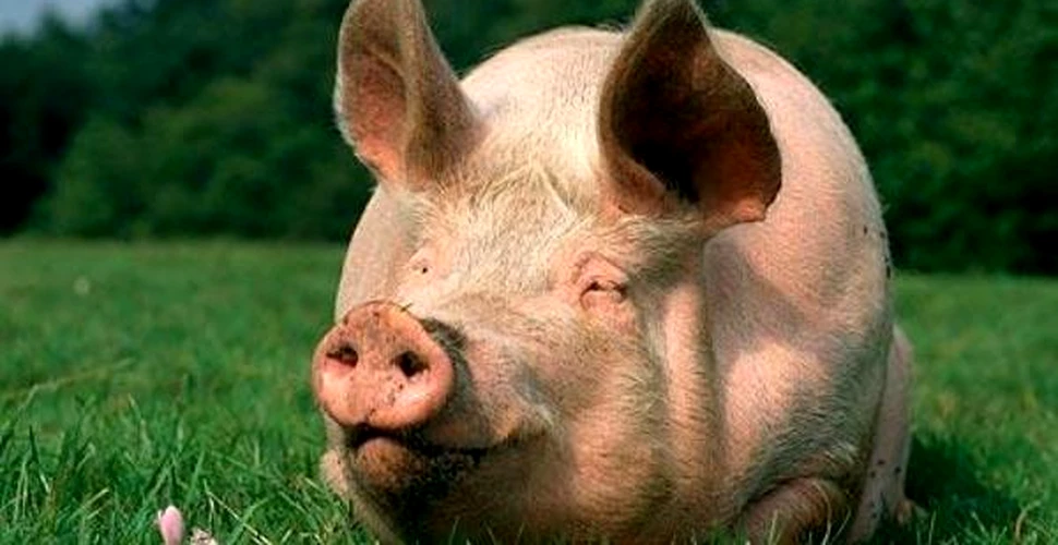 Plamanii de porc vor fi transplantati la oameni
