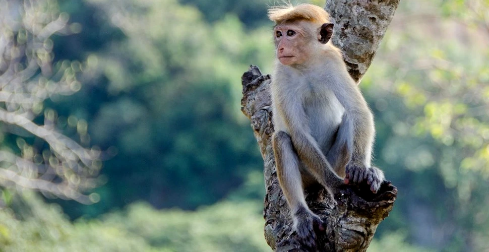 Un nou vaccin ucide virusul HIV din maimuțe, cercetătorii planifică teste pe oameni