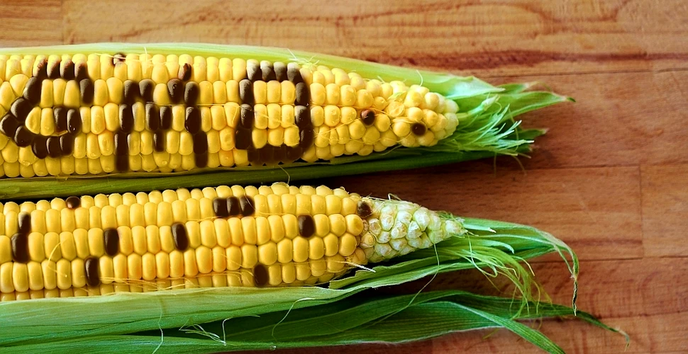 Verdictul specialiştilor români în privinţa organismelor modificate genetic: „Sunt singura soluţie!”