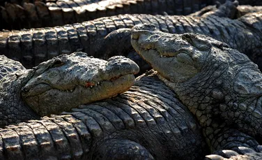 Crocodilii scapa din fermele lovite de inundaţii
