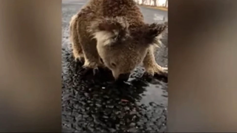Imaginea unui koala care bea apă de ploaie de pe o şosea a devenit virală – VIDEO