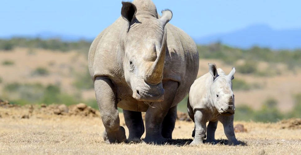 S-a întors roata: un rinocer s-a răzbunat pe un braconier, rănindu-l în timp ce acesta urmărea animalul pentru a-l vâna