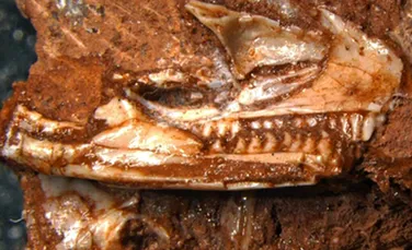 Fosile descoperite într-un sertar au dezvăluit cea mai veche șopârlă modernă cunoscută