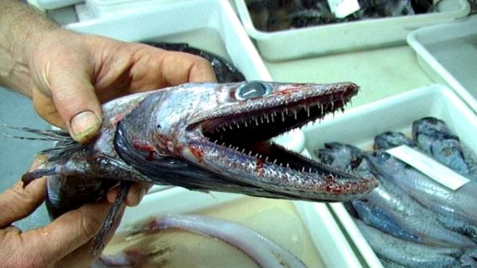 Incredibilele creaturi din mari si oceane (FOTO)