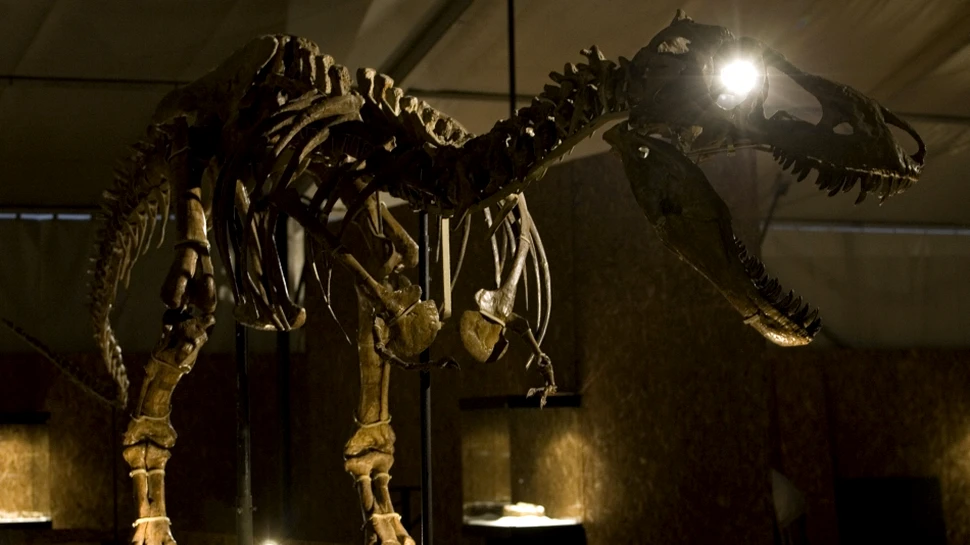 SUA returnează Mongoliei schelete şi fosile de dinozauri furate, o comoară de mare preţ