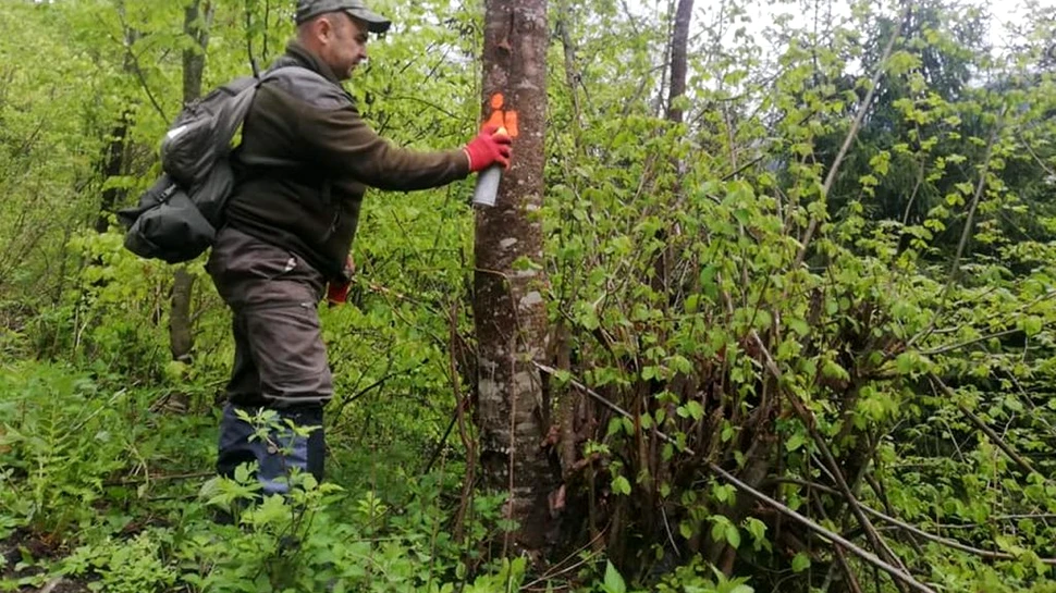 „Omulețul portocaliu”, simbolul traseului care îi duce pe turiști în Poiana cu narcise