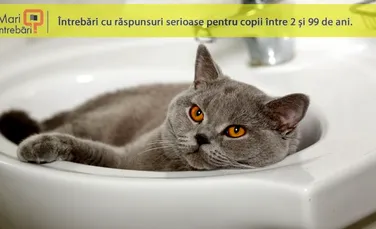 De ce pisicile te urmăresc la baie?