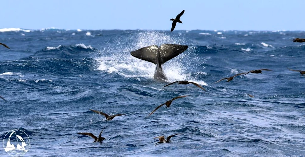 Lupta feroce dintre o balenă albastră și 70 de orci a lăsat un grup de turiști în lacrimi și fără cuvinte