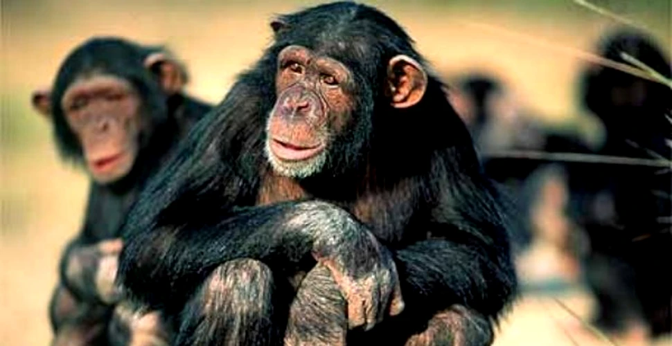 De ce traiesc oamenii mai mult decat celelalte primate?
