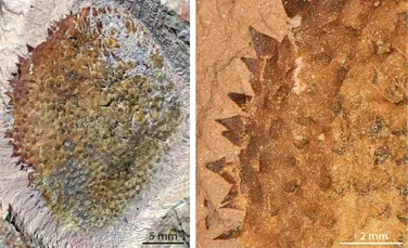 O nouă specie de moluscă, dezvăluită de o fosilă de 514 milioane de ani din China
