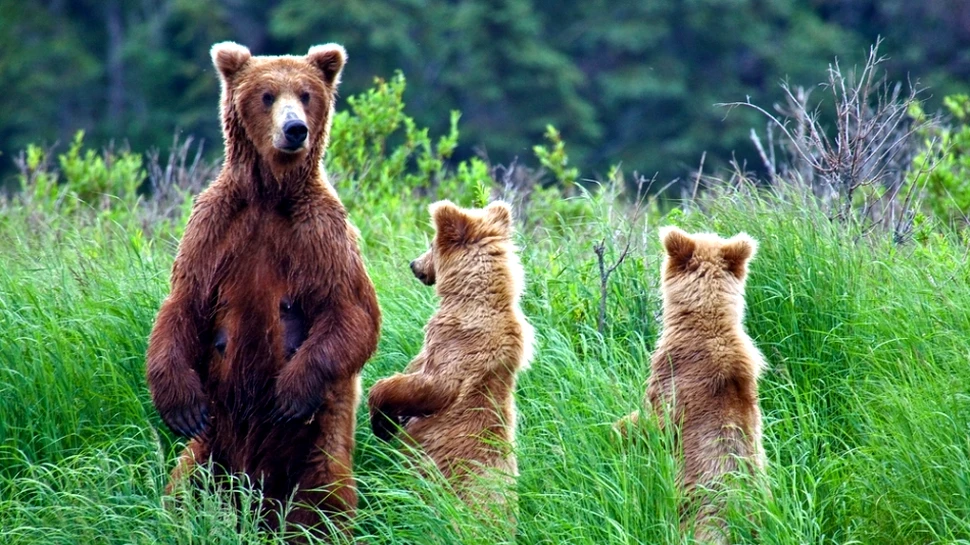 Dacă mâncăm ca urşii, ne menţinem silueta?