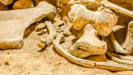 Arheologii au făcut o descoperire importantă de os de mamut în Austria