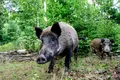 „Paradoxul porcilor mistreți” radioactivi din Germania a fost rezolvat