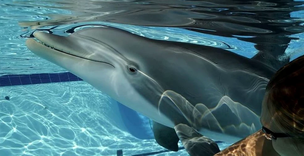 Delfinul robot care ar putea înlocui în curând animalele ținute în captivitate în parcurile acvatice