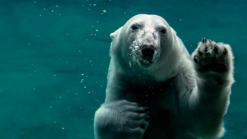 Urșii hibrizi „pizzly”, tot mai răspândiți în Arctica din cauza schimbărilor climatice