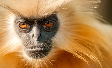 Langurul auriu, „maimuța din Lumea Veche” care evită oamenii cu orice preț