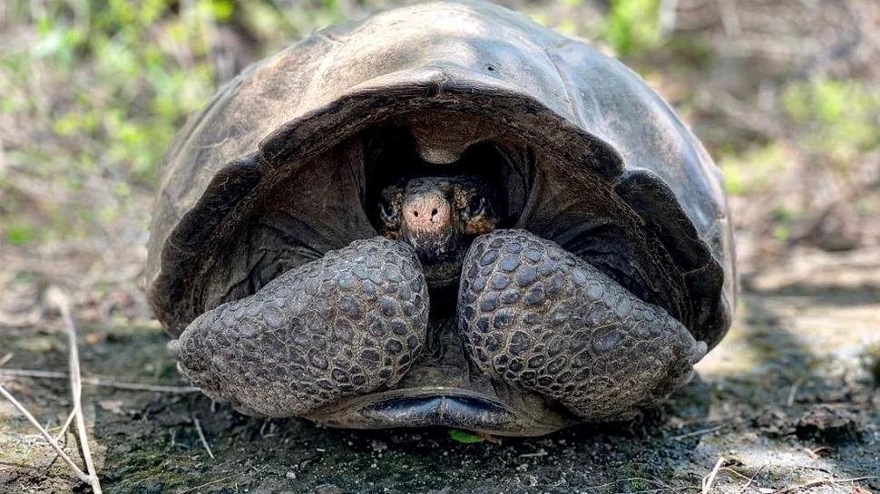O ţestoasă considerată dispărută de peste 100 de ani a fost redescoperită în Galapagos
