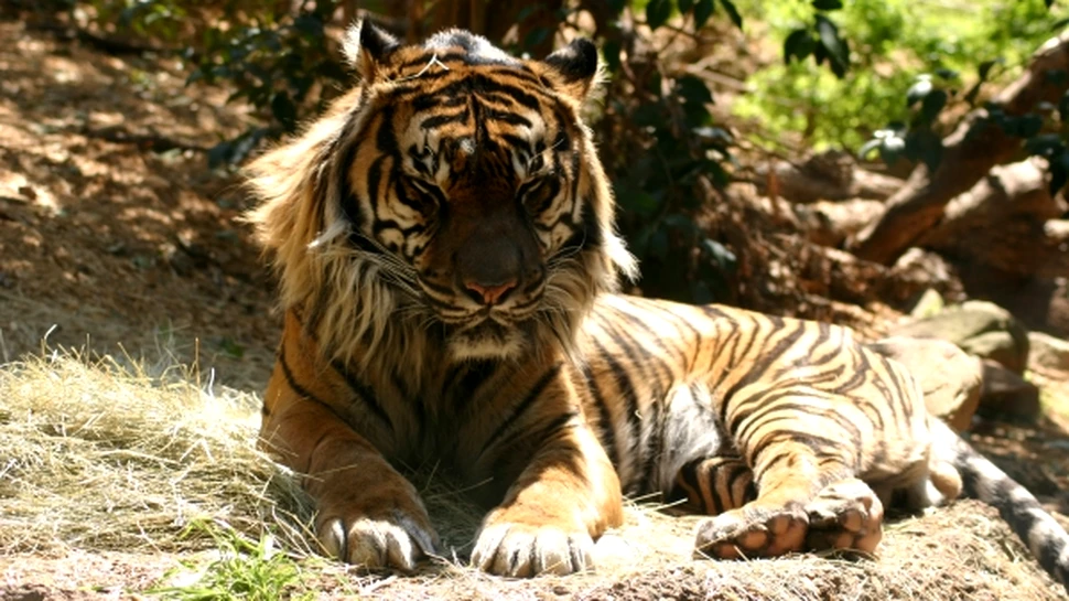 Mafia Tigrilor ameninta sa ucida ultimii tigri din lume