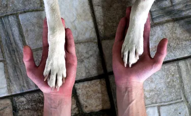 De ce îi irită pe unii oameni compasiunea față de animale a altora. Psihologia criticilor de tipul „De oameni nu-ți pasă?”