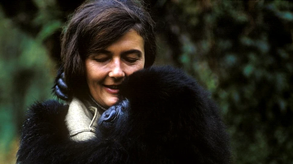 Dian Fossey: Dincolo de ceaţă. Omagiul adus de National Geographic primatologului