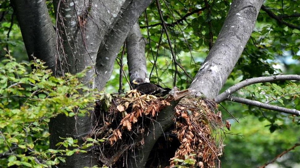 Acvila Arlie a cuibărit cu succes şi în 2017