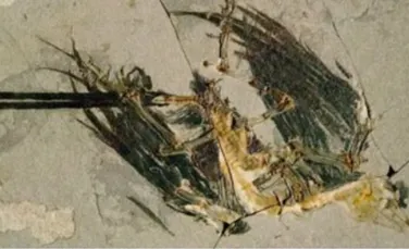 Dinozaur pasare descoperit in China