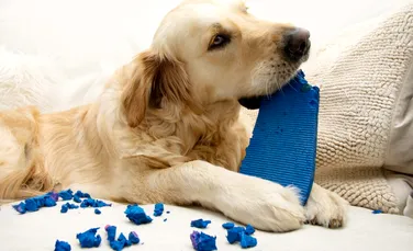 Legătura genetică dintre anxietatea câinilor și a oamenilor