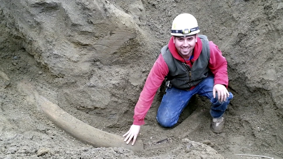 Fildeşul unui mamut din era glaciară a fost descoperit în Seattle (VIDEO)