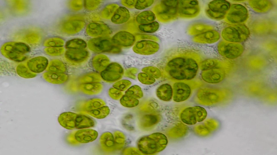 O nouă specie de alge a fost numită după poeta americană Amanda Gorman