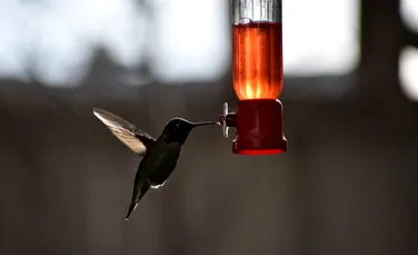 Albinele și păsările colibri beau alcool în fiecare zi