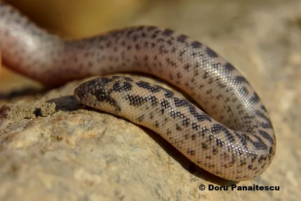 Eryx jaculus, boa de nisip, cel mai rar şarpe din fauna României