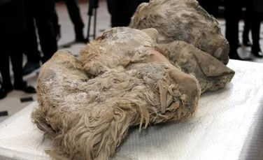 Prima fosilă de pui de rinocer lânos, veche de 10 milenii, descoperită în Siberia