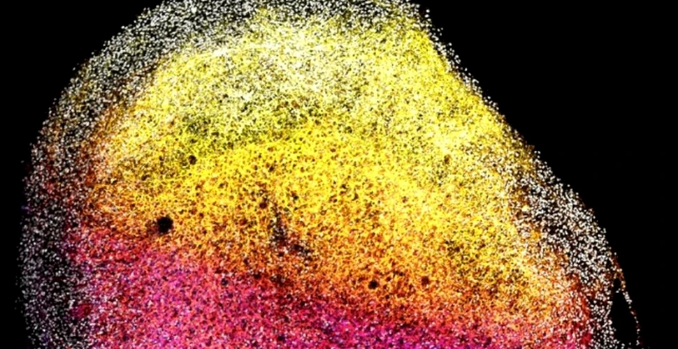 Cercetătorii au creat un creier „în miniatură” din țesut real