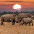 Cercetătorii fac coarnele de rinocer radioactive pentru a lupta cu braconajul