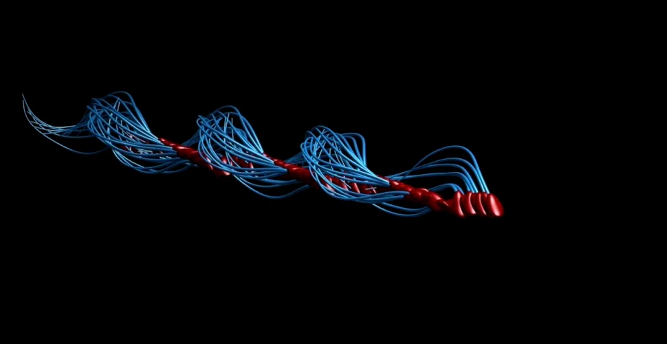 Oamenii de știință au aflat cum „înoată” cu adevărat spermatozoizii