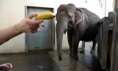 Un elefant de la Grădina Zoologică din Berlin a învățat să-și desfacă singur bananele