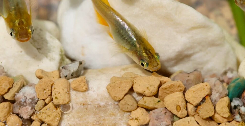 O specie remarcabilă de pește respiră prin coadă și poate trăi până la 15 ore pe uscat