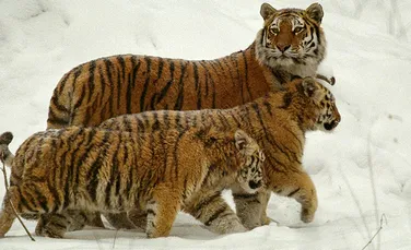 Peste 1.000 de tigri au fost ucisi in ultimii 10 ani!