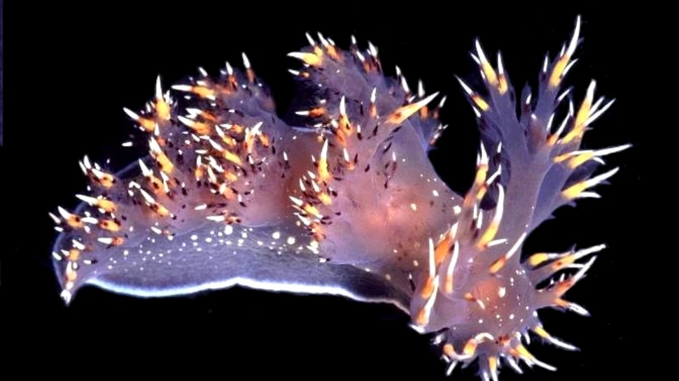 Cum a evoluat creierul? Un studiu dă un răspuns fascinant