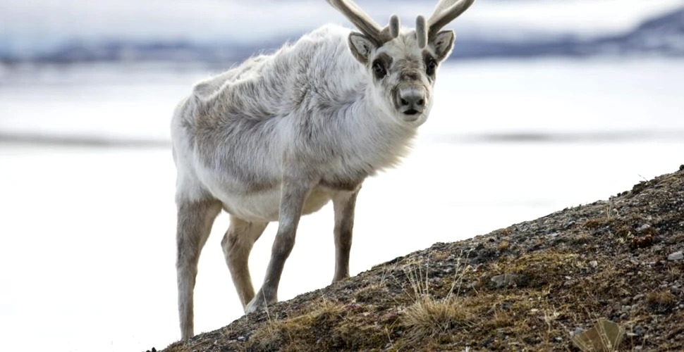 Renii din Svalbard prosperă de când au început să mănânce iarbă înghețată