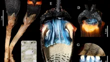 O specie recent descoperită în Thailanda este diferită de tot ce știam până acum