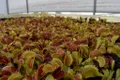 Cum își prinde prada planta Venus flytrap? Cercetătorii au găsit răspunsul